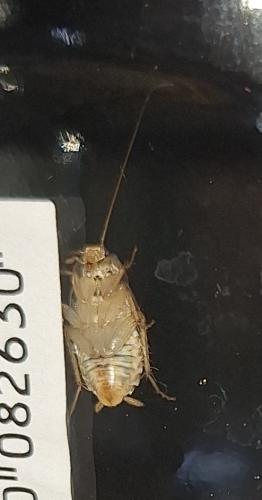 Planuncus vinzi
