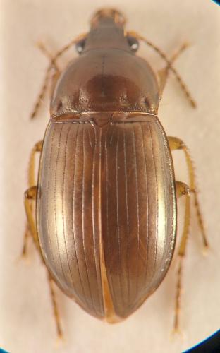 Amara sp.