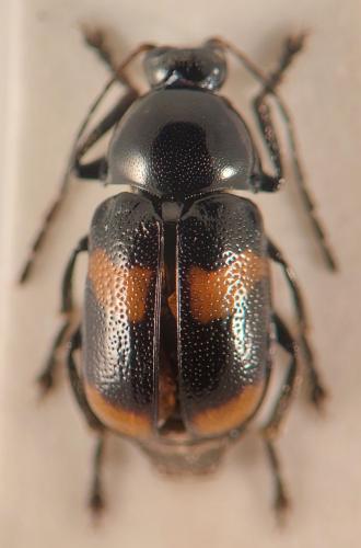 Cryptocephalus sp.