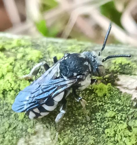 Epeolus fallax