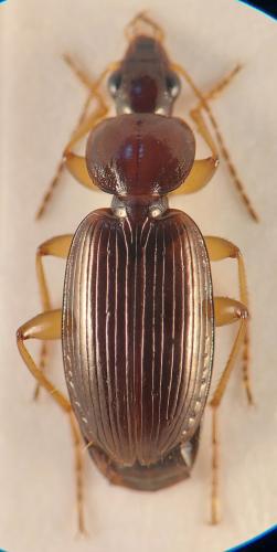 Olisthopus rotundatus