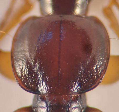 Olisthopus rotundatus