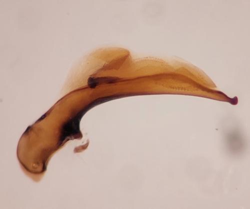 Olisthopus rotundatus