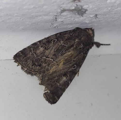 Réf. 348 587 : Thalpophila matura