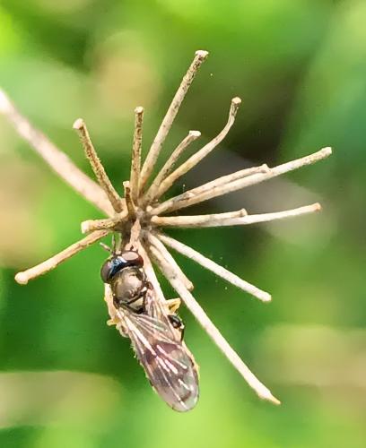 Neoascia podagrica