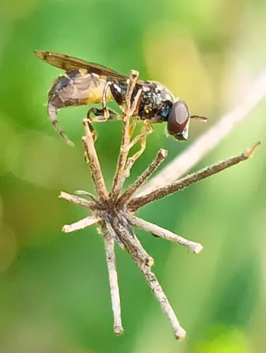 Neoascia podagrica