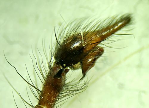 Eratigena saeva