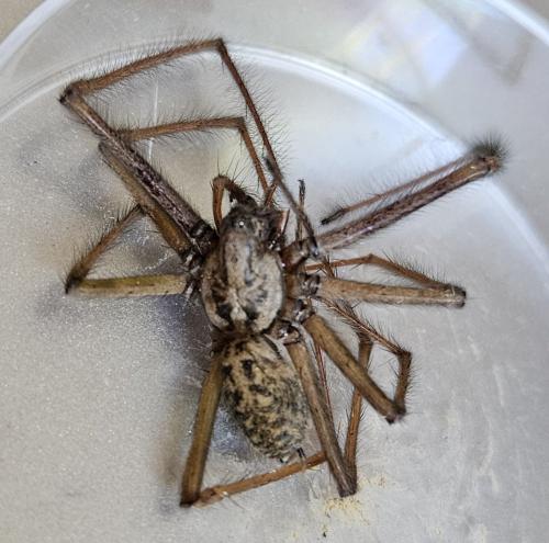 Eratigena saeva