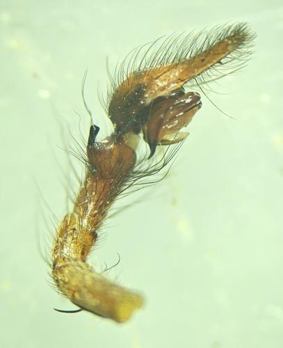 Eratigena saeva