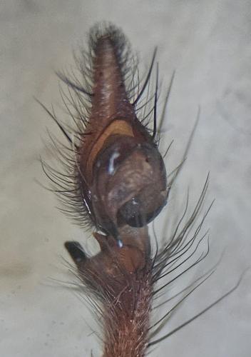 Eratigena saeva