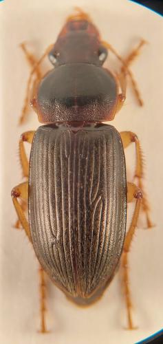 Réf. 348 907 : Pseudoophonus griseus