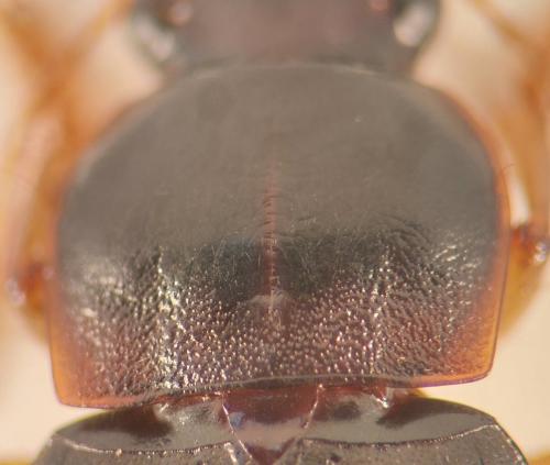 Réf. 348 909 : Pseudoophonus griseus