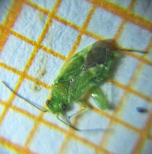 Tuponia brevirostris