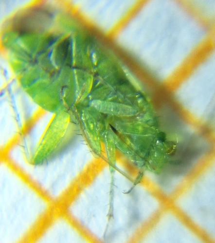 Tuponia brevirostris