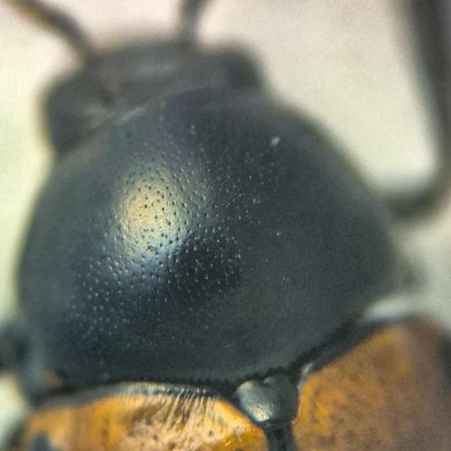 Cryptocephalus sinuatus