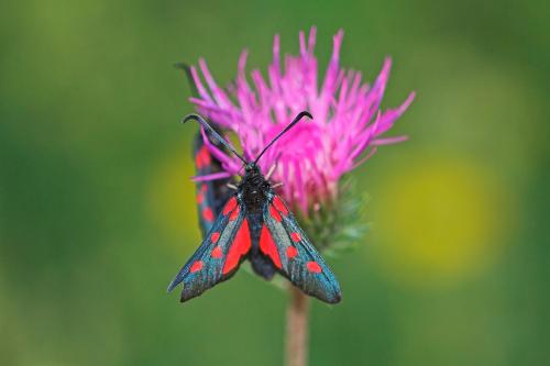 Zygaena lonicerae