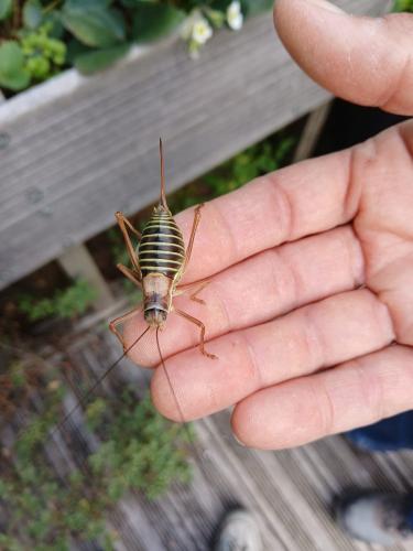 Ephippiger diurnus diurnus