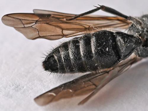 Krombeinella aterrima