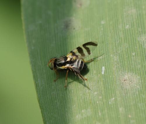 Rhagoletis batava