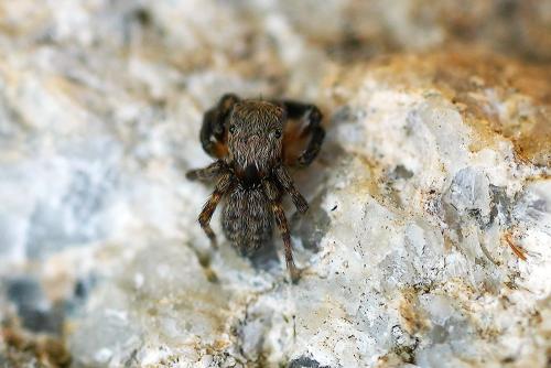 Réf. 348 768 : Euophrys rufibarbis