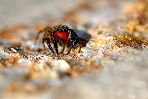 Réf. 348 769 : Euophrys rufibarbis