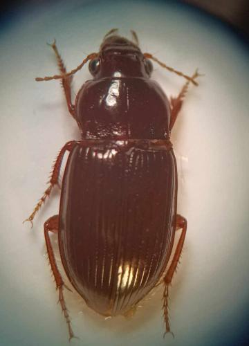 Amara sp.