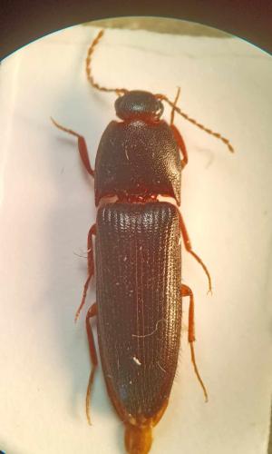 Brachygonus megerlei