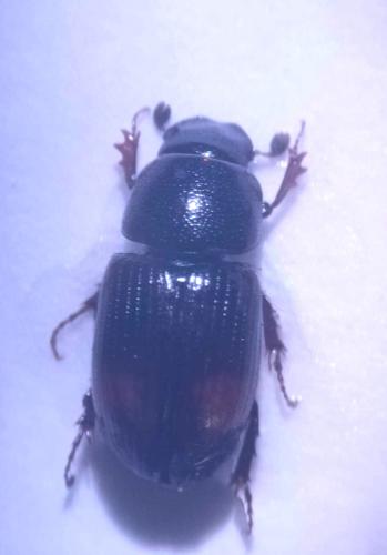 Phalacronothus biguttatus