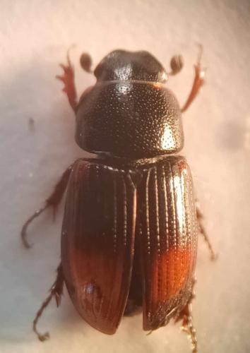 Phalacronothus biguttatus