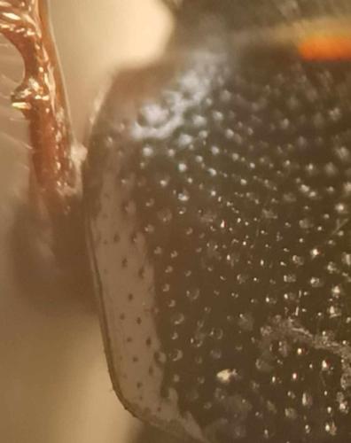 Phalacronothus biguttatus