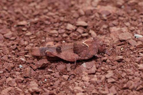 Réf. 348 943 : Oedipoda caerulescens caerulescens