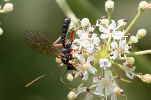 Dyspetes sp.