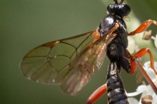 Dyspetes sp.