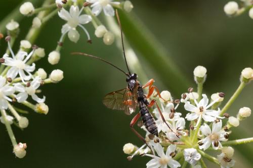 Dyspetes sp.