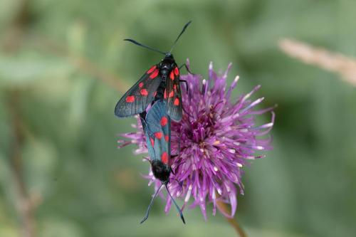 Zygaena lonicerae