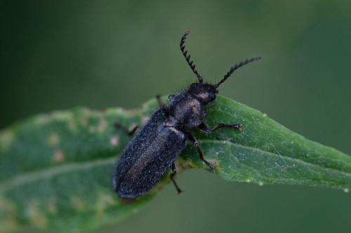 Aplocnemus sp.