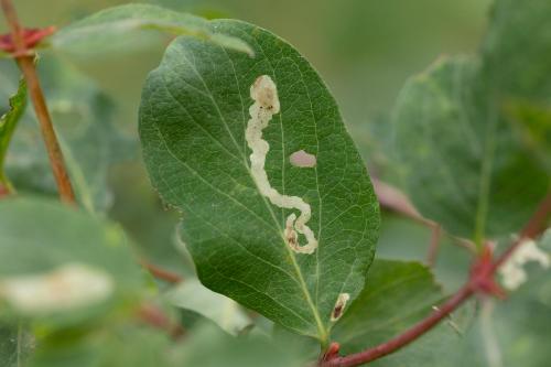 Réf. 348 450 : Chromatomyia isicae