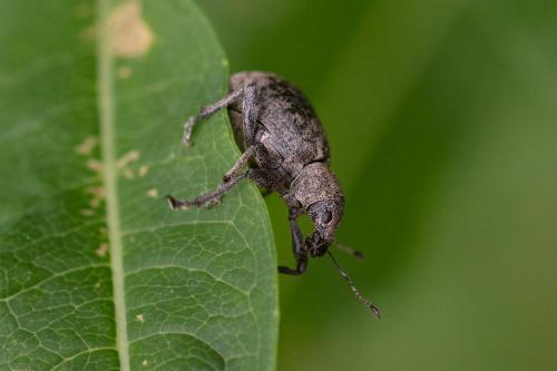 Liophloeus tessulatus