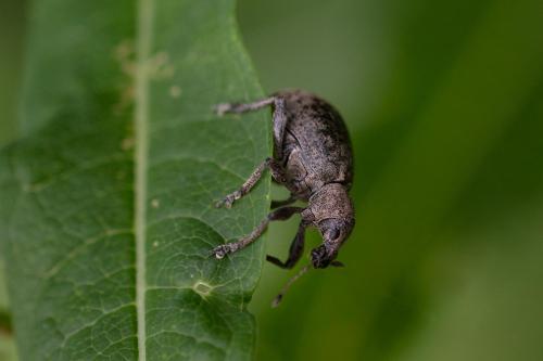 Liophloeus tessulatus