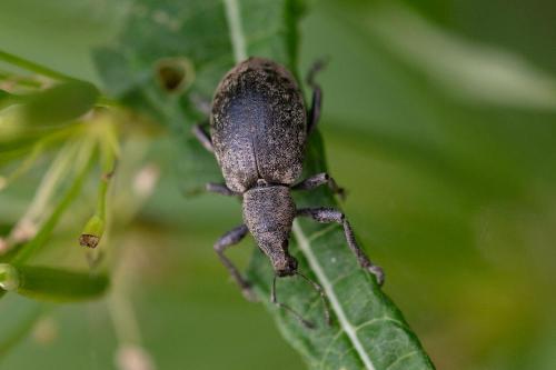 Liophloeus tessulatus