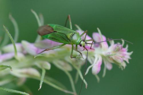 Réf. 348 495 : Calocoris alpestris