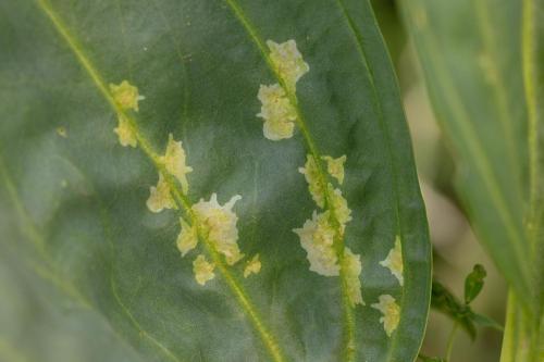Chromatomyia gentianae