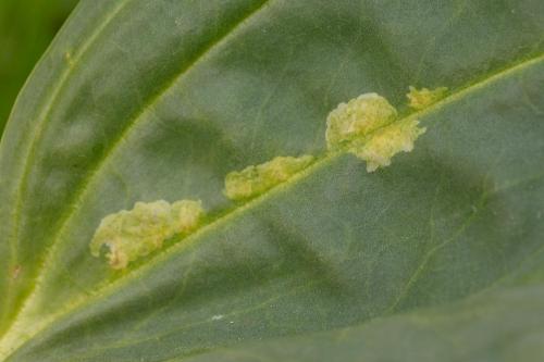 Chromatomyia gentianae