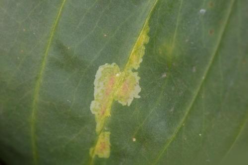 Chromatomyia gentianae