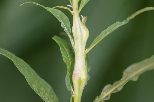 Réf. 348 554 : Mompha sturnipennella
