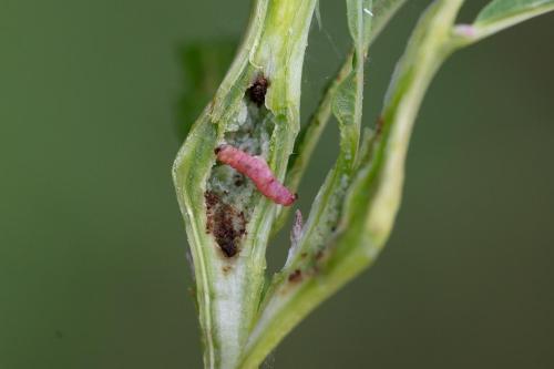 Réf. 348 555 : Mompha sturnipennella