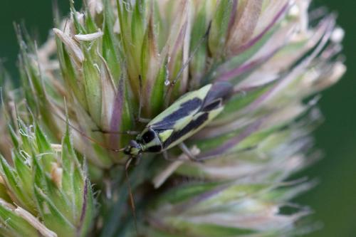 Stenotus binotatus