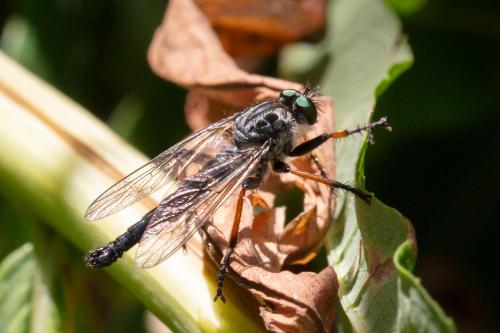 Neoitamus sp.
