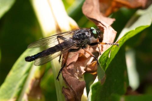 Neoitamus sp.