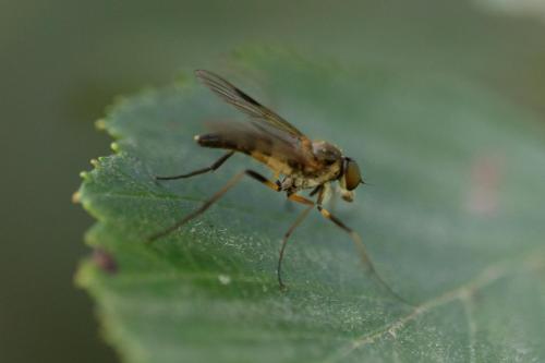 Rhagio lineola